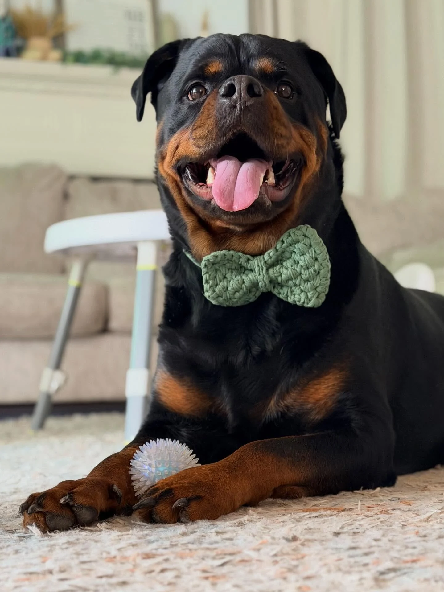 sage green crochet bow tie worn on a large happy Rottweiler