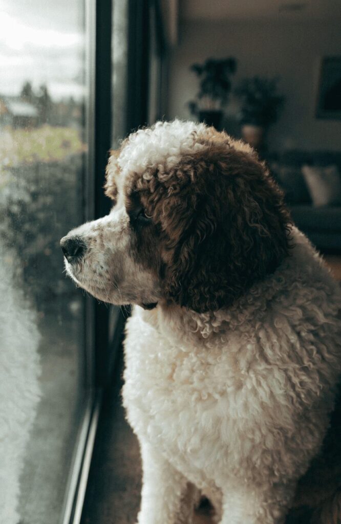 saint berdoodle giant gentle poodle mix dog indoors