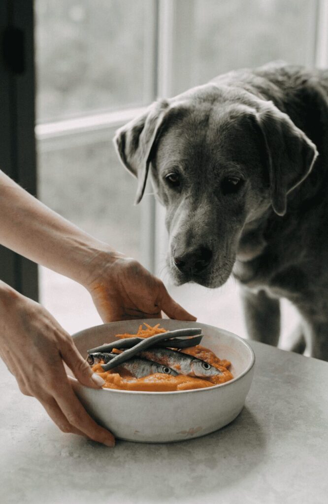 sardine pumpkin no rice superfood homemade dog meals