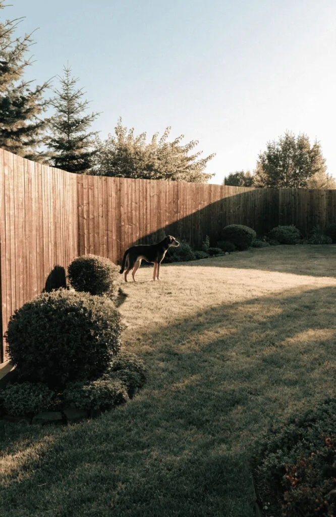 Secure perimeter fence idea for dog-friendly landscaping ideas