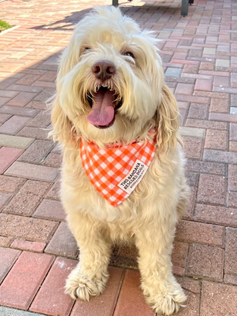 Orange gingham dog bandana with a sewn in rescue dog label patch