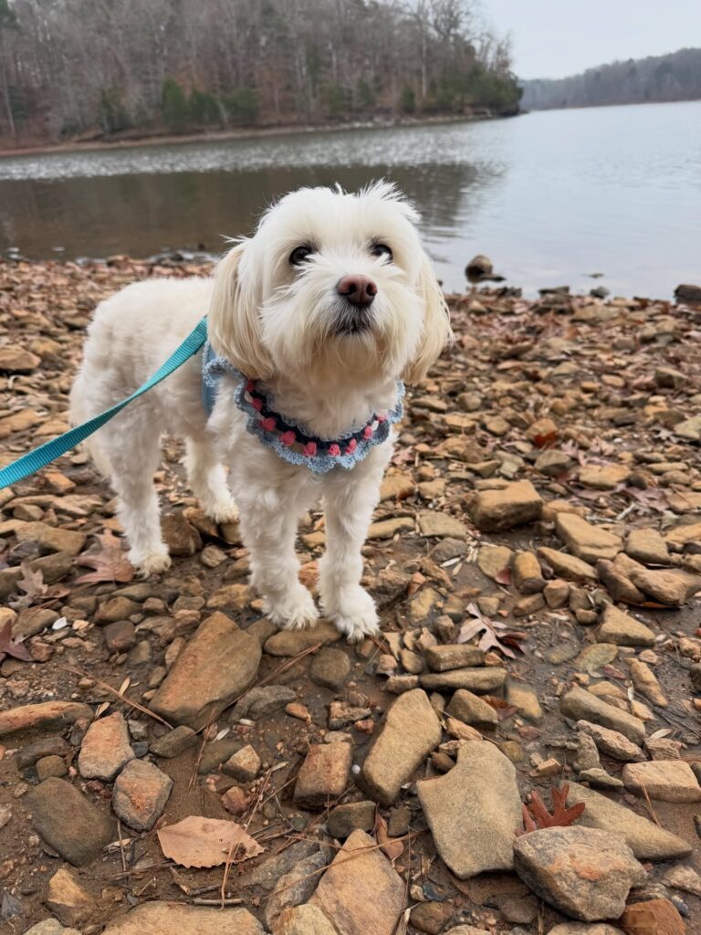 shell stitch rainbow bandana with colorful pom pom fringe on white Maltese