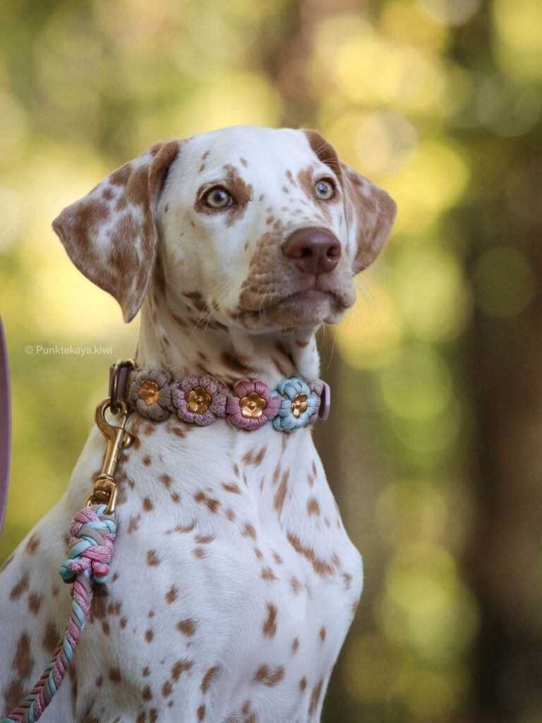soft macrame flower dog collar on leather base with floral knots