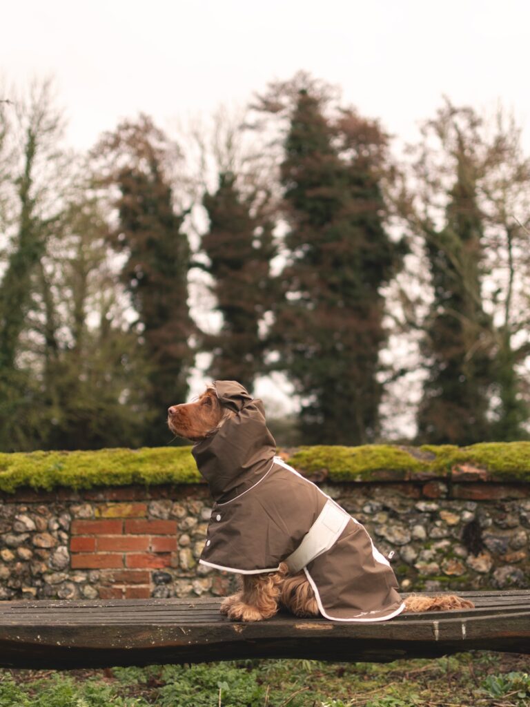DIY dog jacket pattern for a hooded brown raincoat with snap buttons