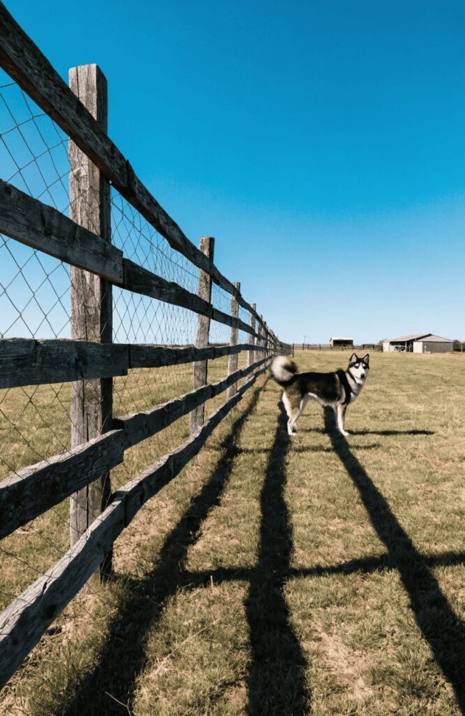 Split rail fence wide field view large dog yard