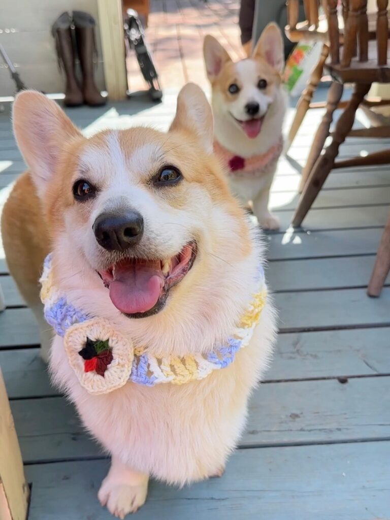 strawberry charm layered ruffle collar on a Corgi