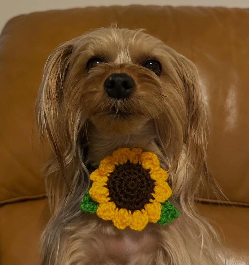 crochet dog collar sunflower design worn by a Yorkshire Terrier