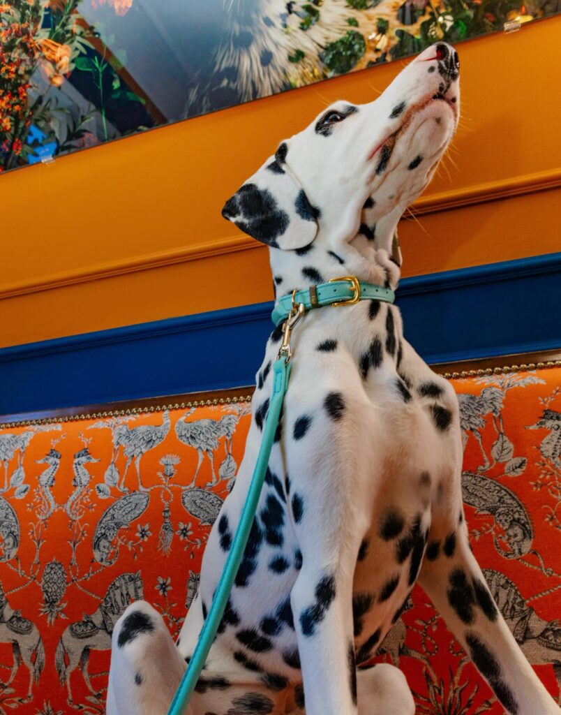 Teal biothane waterproof leather style dog collar and leash on a Dalmatian dog with gold buckle
