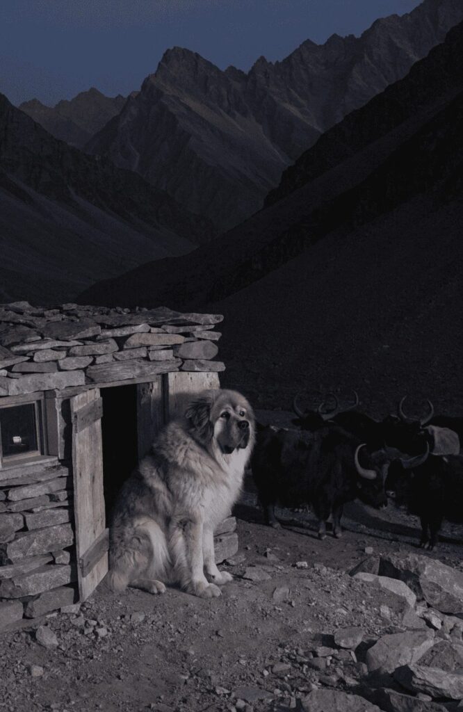 Tibetan Mastiff ancient dog breed guarding yaks at remote highland farm