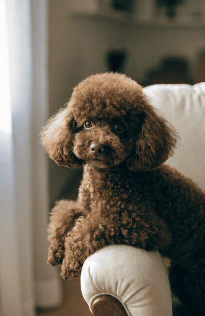 miniature chocolate Poodle fluffy dog indoors
