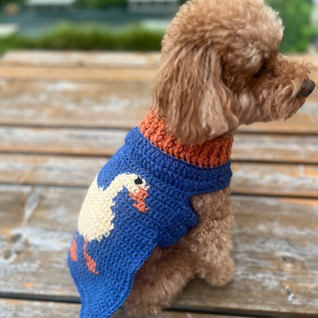 apricot toy poodle wearing royal blue intarsia crochet dog sweater with cream dog silhouette motif
