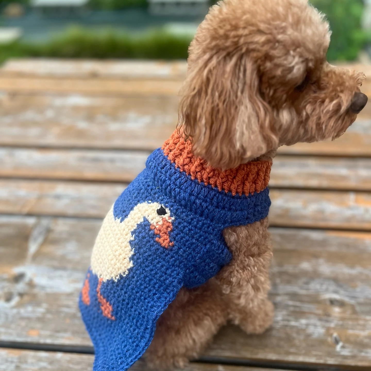apricot toy poodle wearing royal blue intarsia crochet dog sweater with cream dog silhouette motif