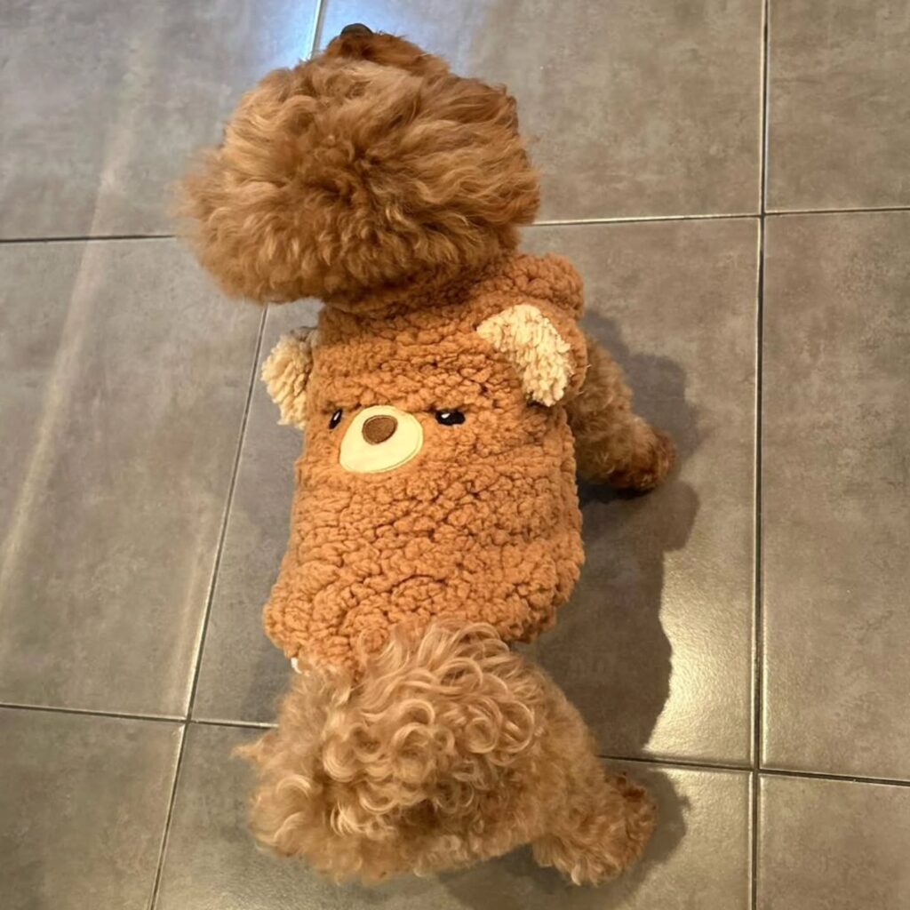 toy poodle wearing handmade brown sherpa teddy bear dog costume viewed from above