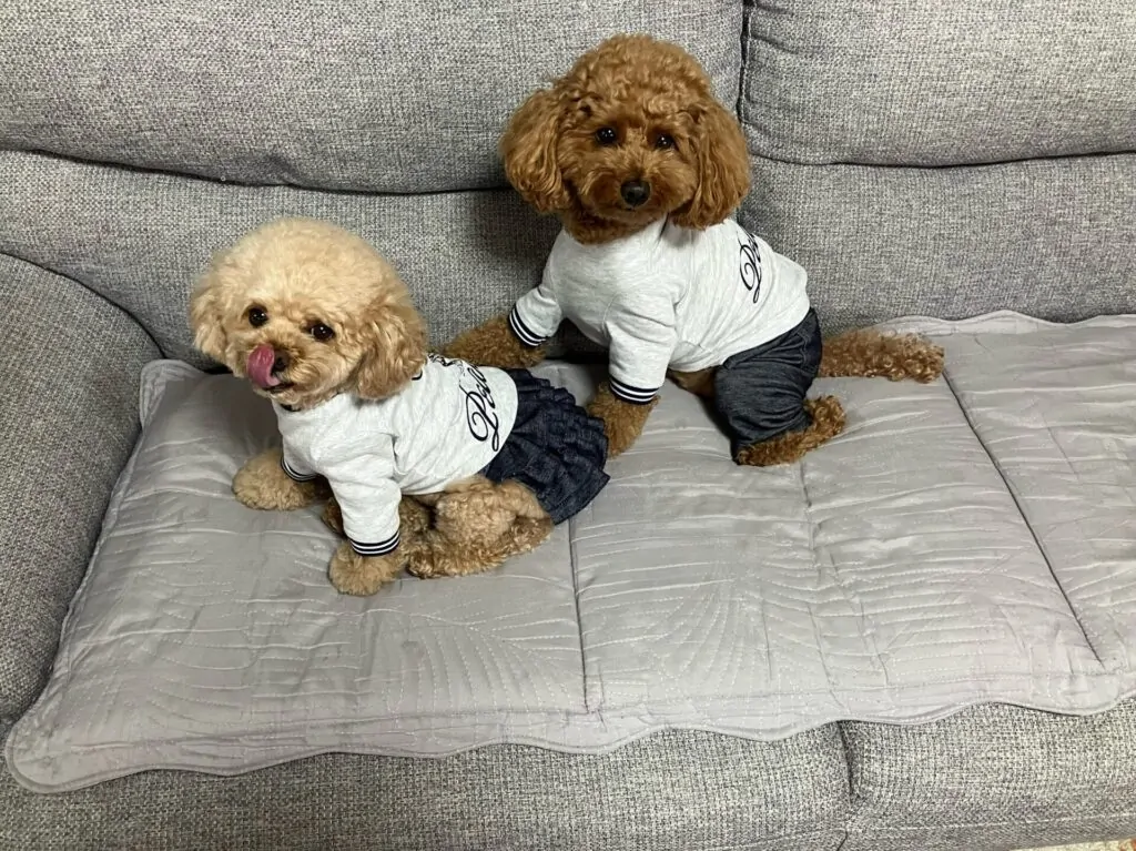 toy poodles showing dog cloth patterns snoopy print tees with denim ruffle skirt and trousers back view