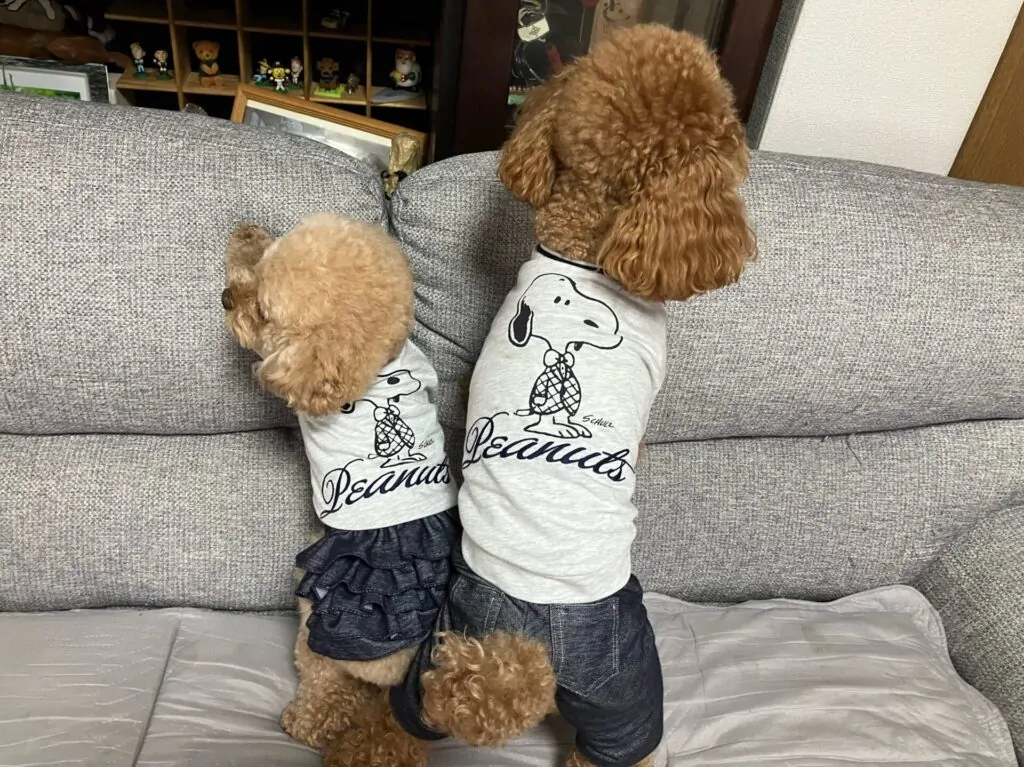 two toy poodles in matching graphic character tees with denim skirt and pants front view