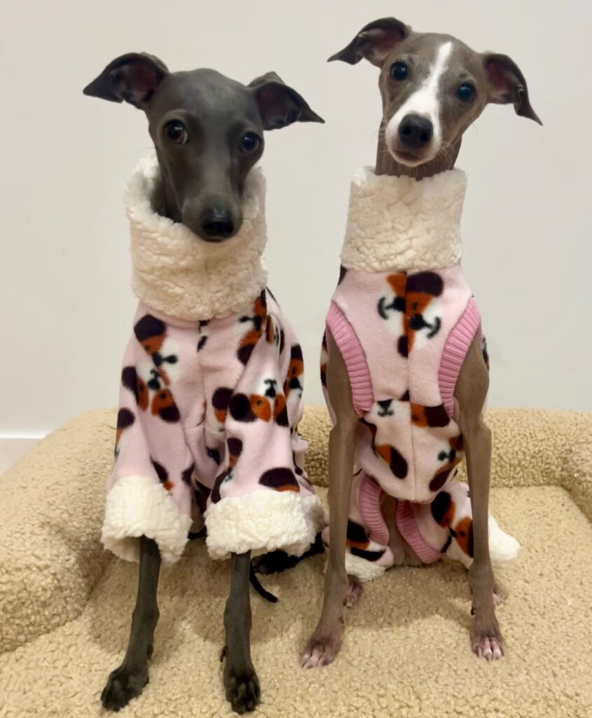 two italian greyhounds sitting in matching pink dog face print fleece coats with sherpa collar and cuffs