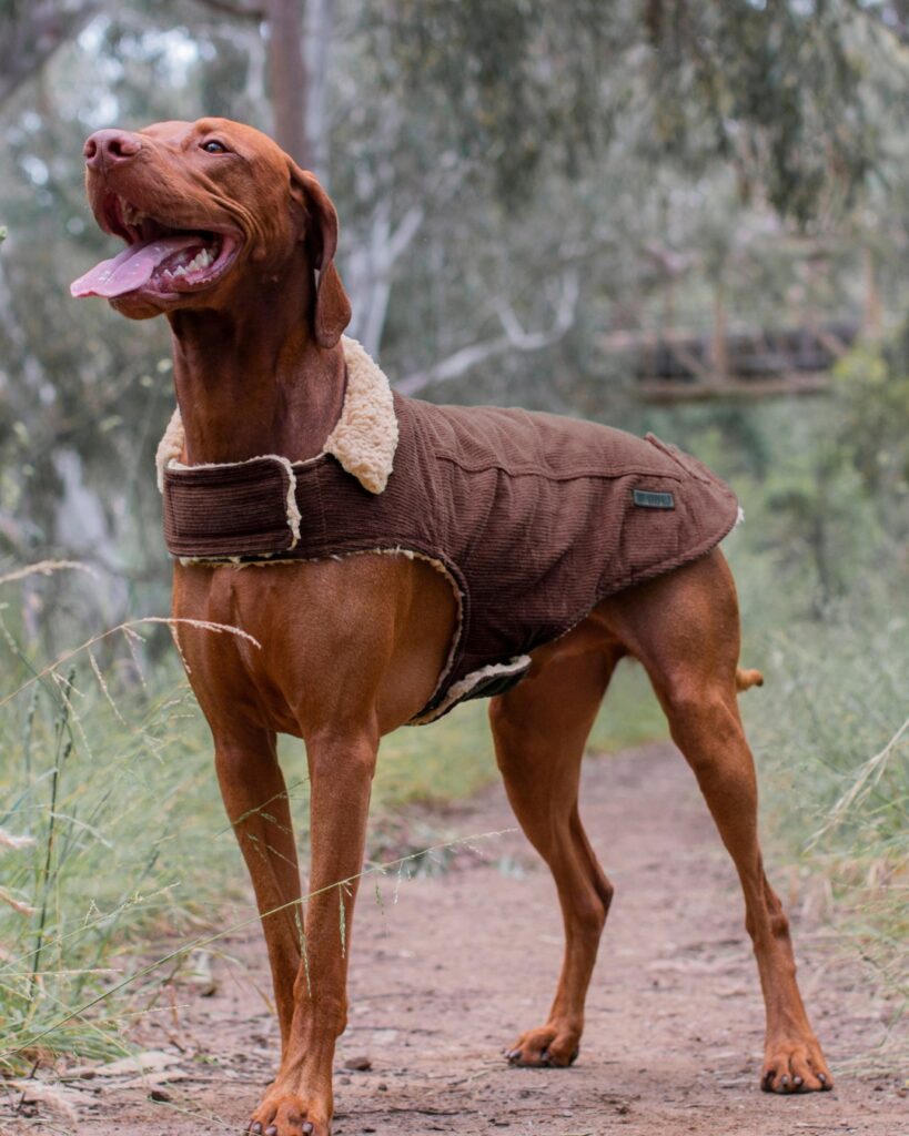 Vizsla in a brown corduroy jacket with shearling lining