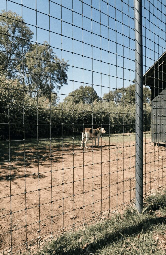 Welded wire fence panel view for large dog breeds