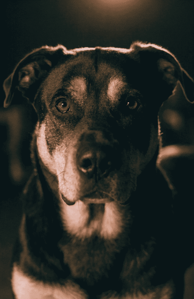 traits of dog breeds that will guard you with their life
