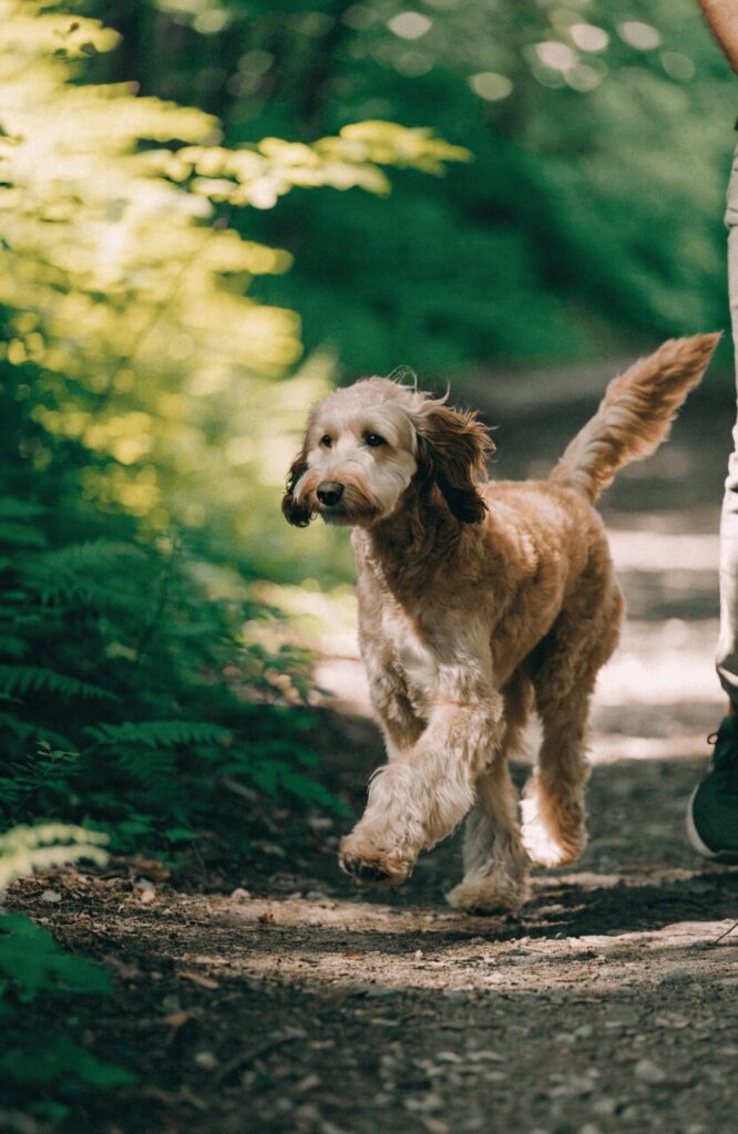whoodle outdoor poodle mix breed on nature trail