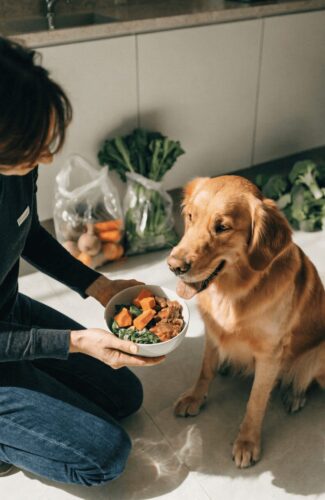 homemade dog meals grain free health benefits