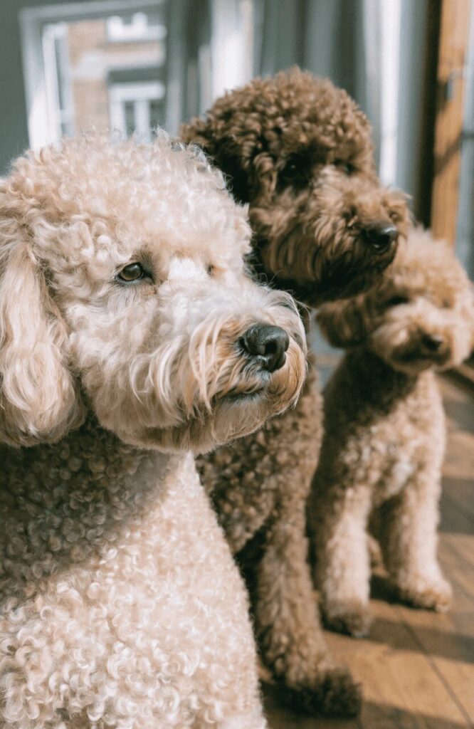popular poodle mix dogs with family indoors