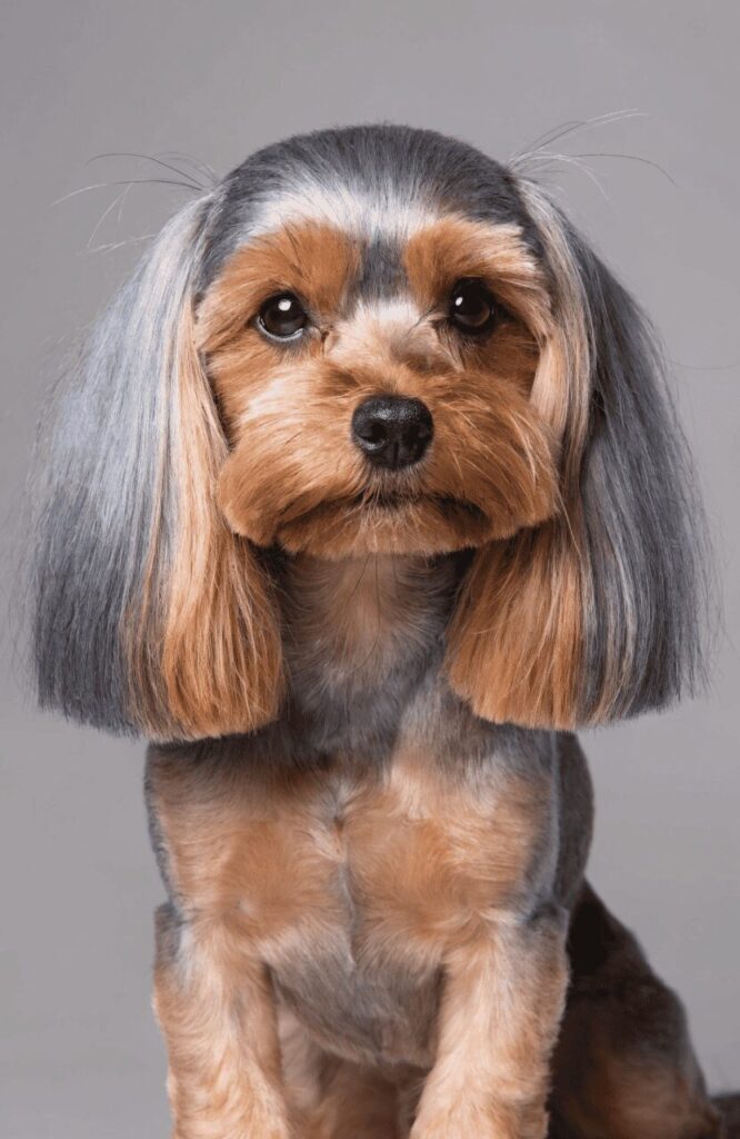 Yorkipoo silky blue gold coat small mixed dog studio