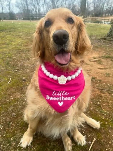 Lavender daisy bead collar on golden retriever