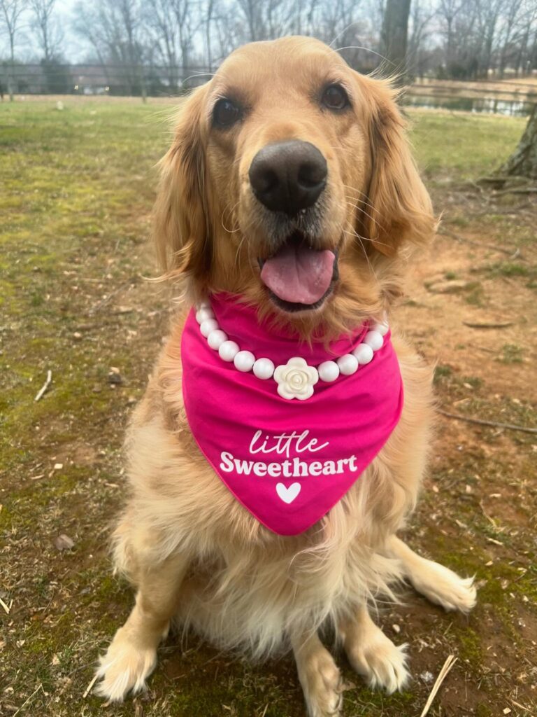 Lavender daisy bead collar on golden retriever