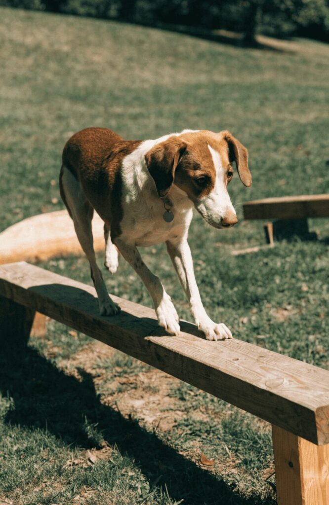 diy courses bring movement to dog-friendly backyard ideas