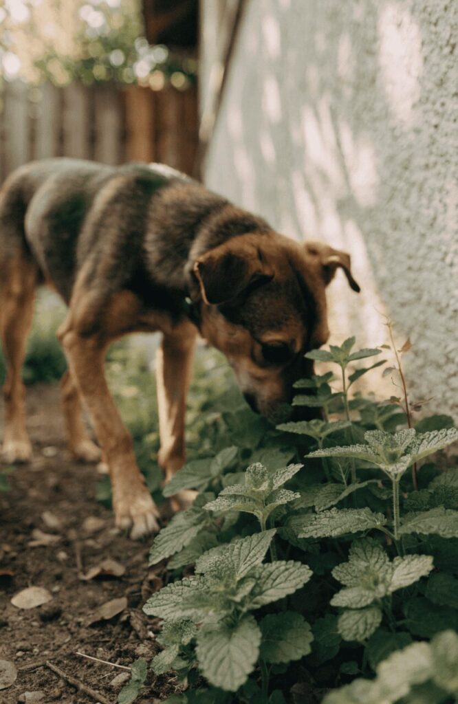 scent gardens enrich daily dog-friendly backyard ideas