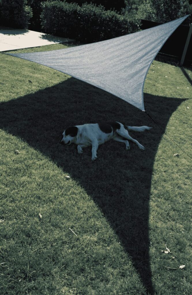 shaded zones offer relief in dog-friendly backyard ideas