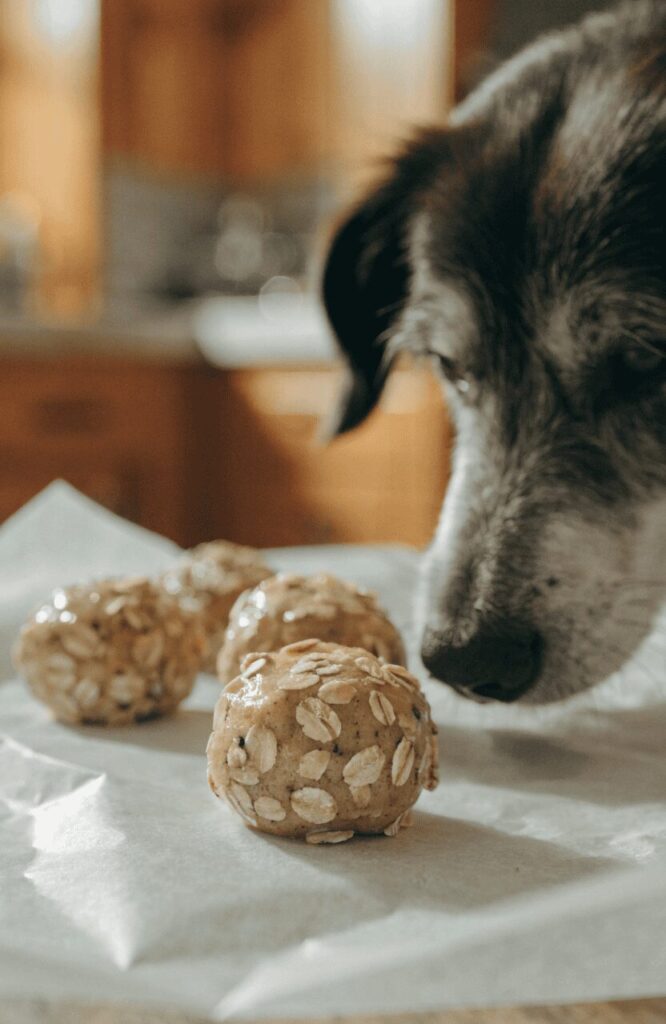 egg oat chewy soft dog treats for senior dogs homemade