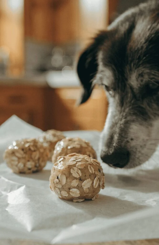 egg oat chewy soft dog treats for senior dogs homemade