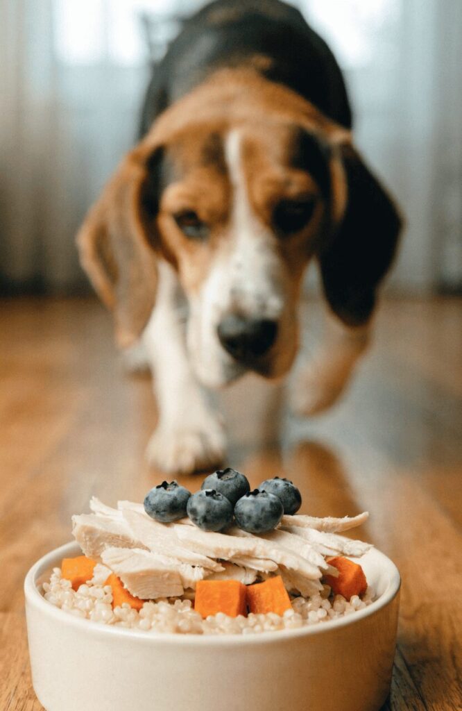 Gentle quinoa chicken meal for aging senior dogs