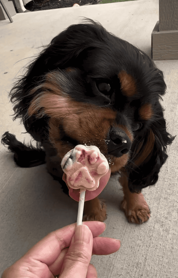 Cavapoo dog licking a frozen fruit and veggie pupcicle, a no bake dog treats idea
