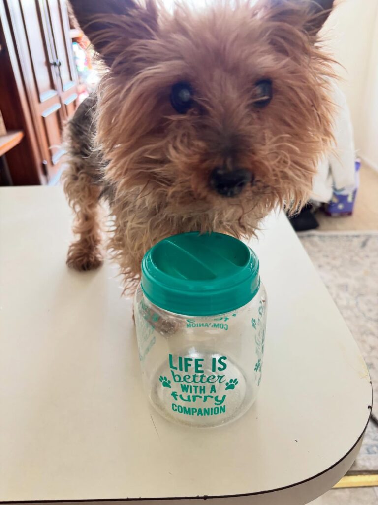 Clear glass dog treat jar ideas with paw print decals and teal lid