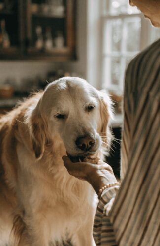 soft dog treats homemade for senior and aging dogs