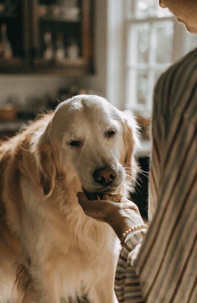 soft dog treats homemade for senior and aging dogs