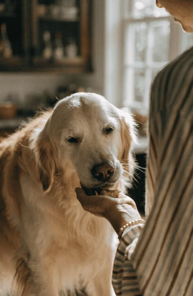 soft dog treats homemade for senior and aging dogs