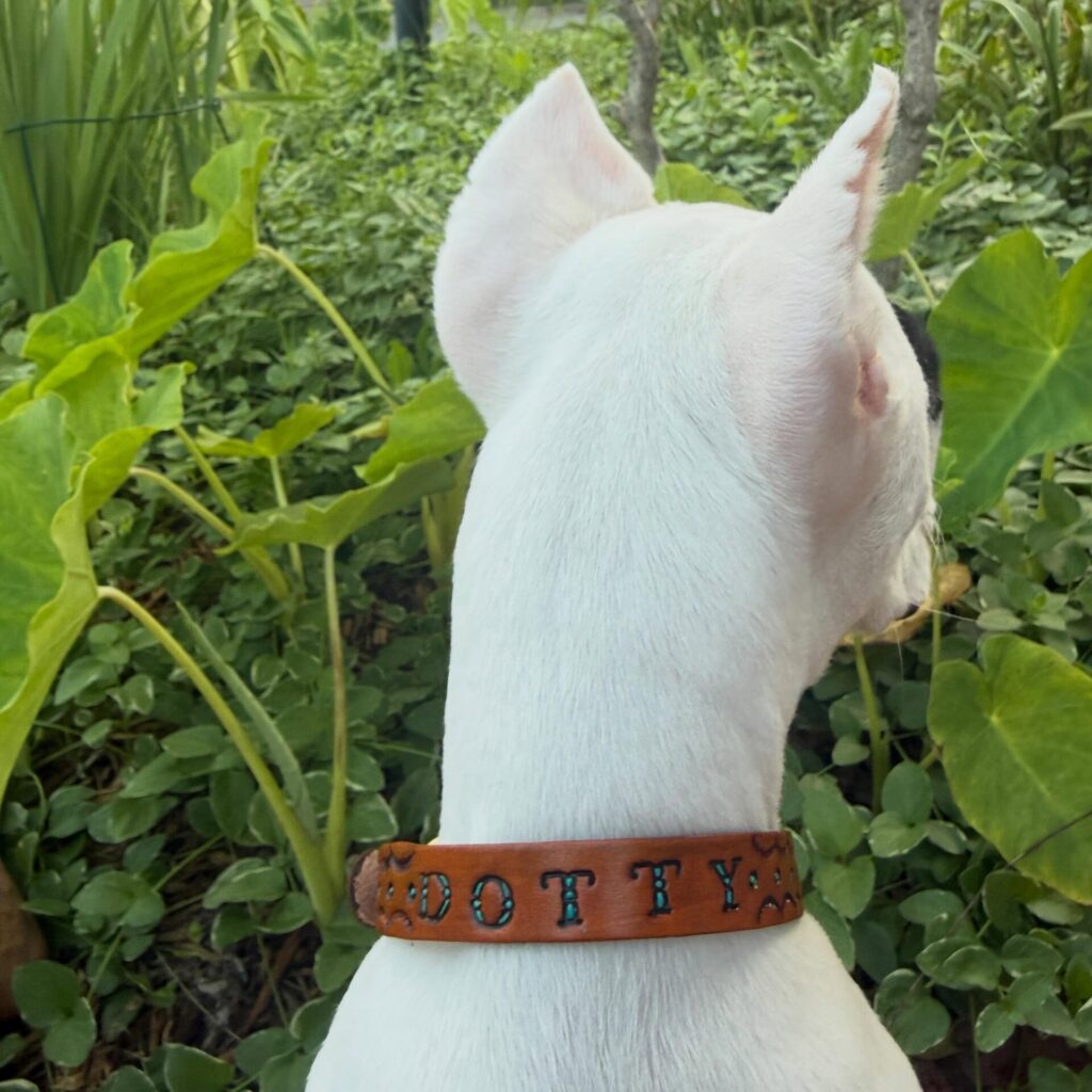 Stamped leather DIY dog collar with teal painted name