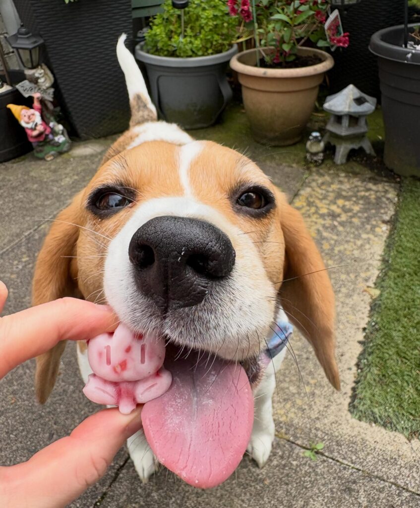 Beagle licking a homemade strawberry yogurt dog treat