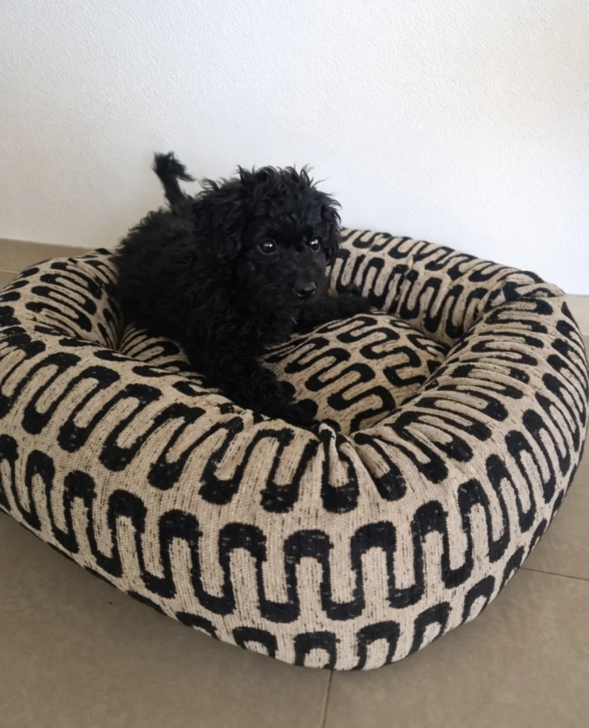 Bold geometric print donut bed idea for puppies