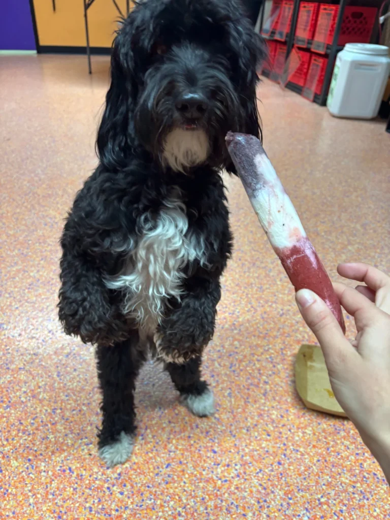 Doodle dog holding a strawberry and blueberry rocket popsicle for dogs