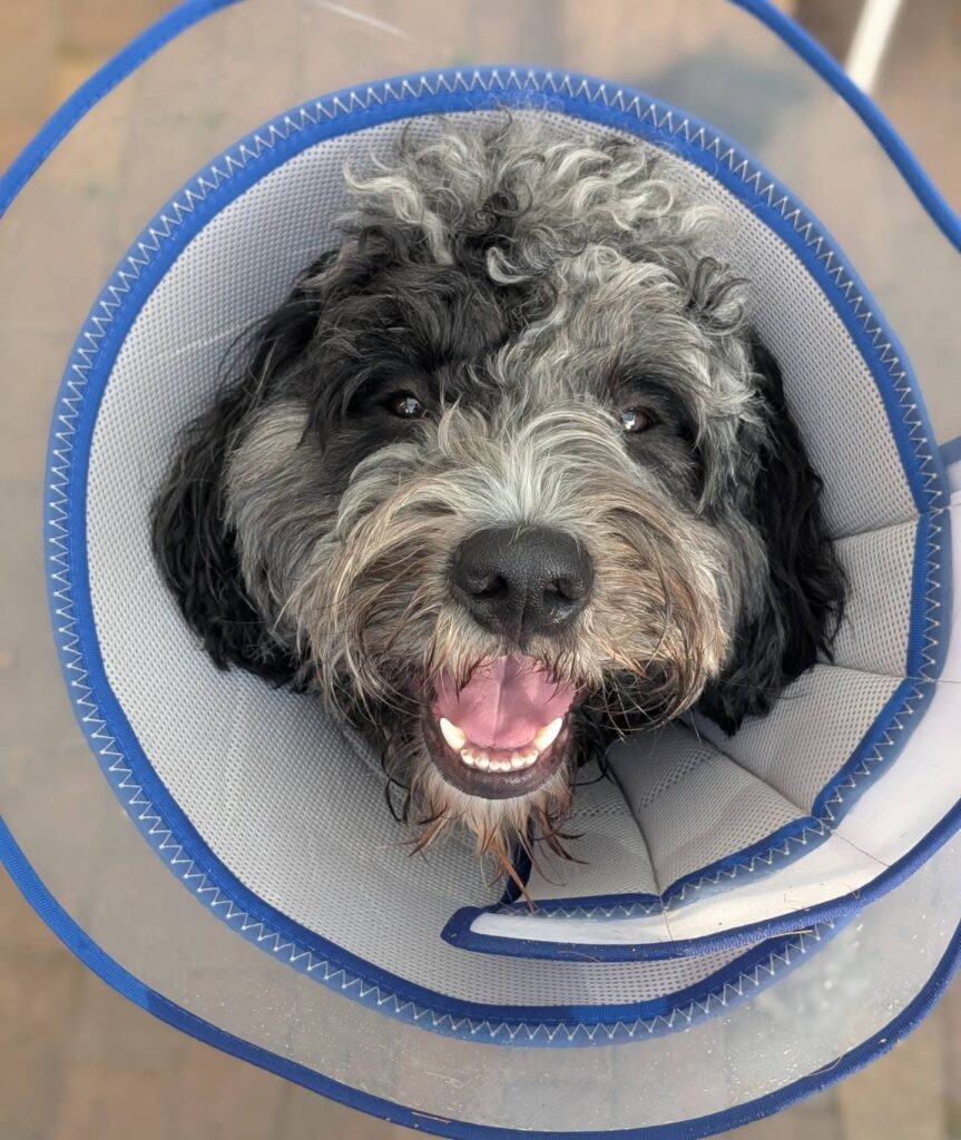 Homemade Dog Cone Ideas: blue mesh comfort cone