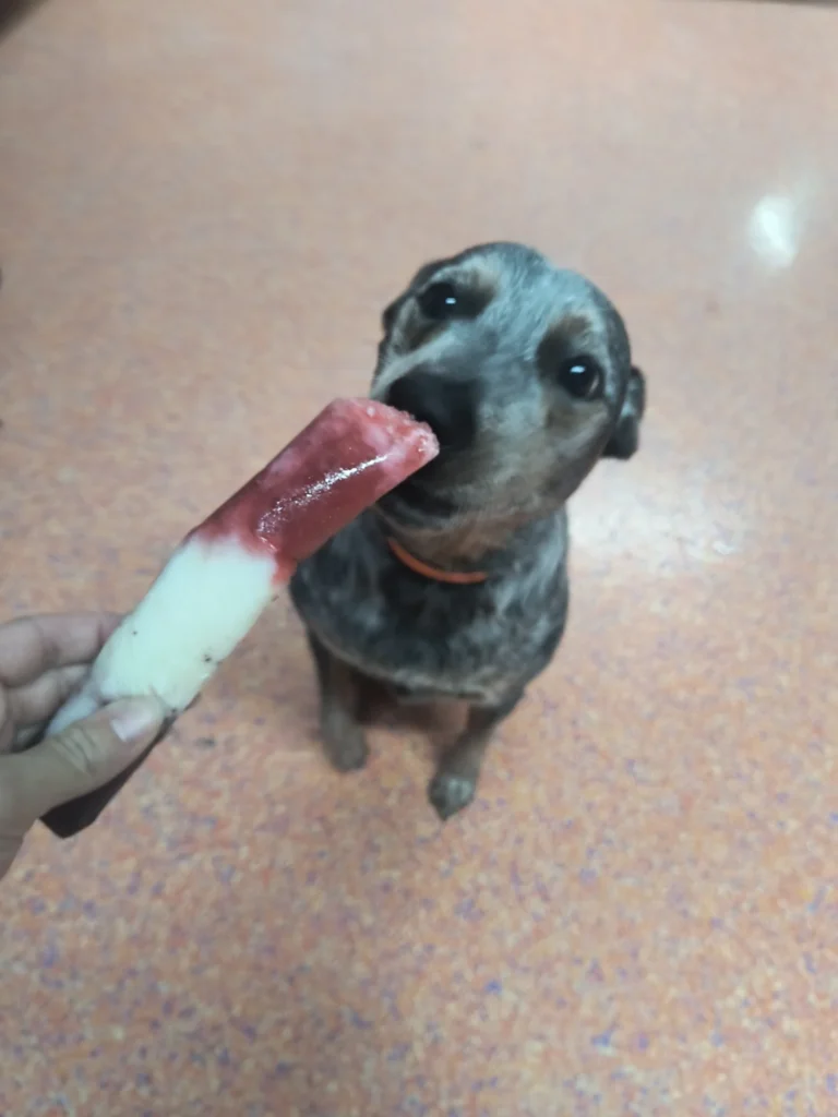 Small brindle puppy licking a homemade DIY dog popsicle recipe