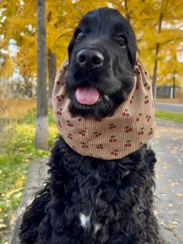 Homemade Dog Cone Ideas: cherry print corduroy fabric cone