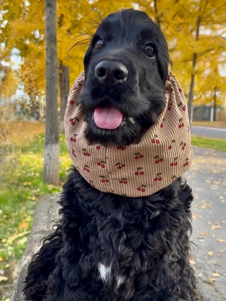 Homemade Dog Cone Ideas: cherry print corduroy fabric cone