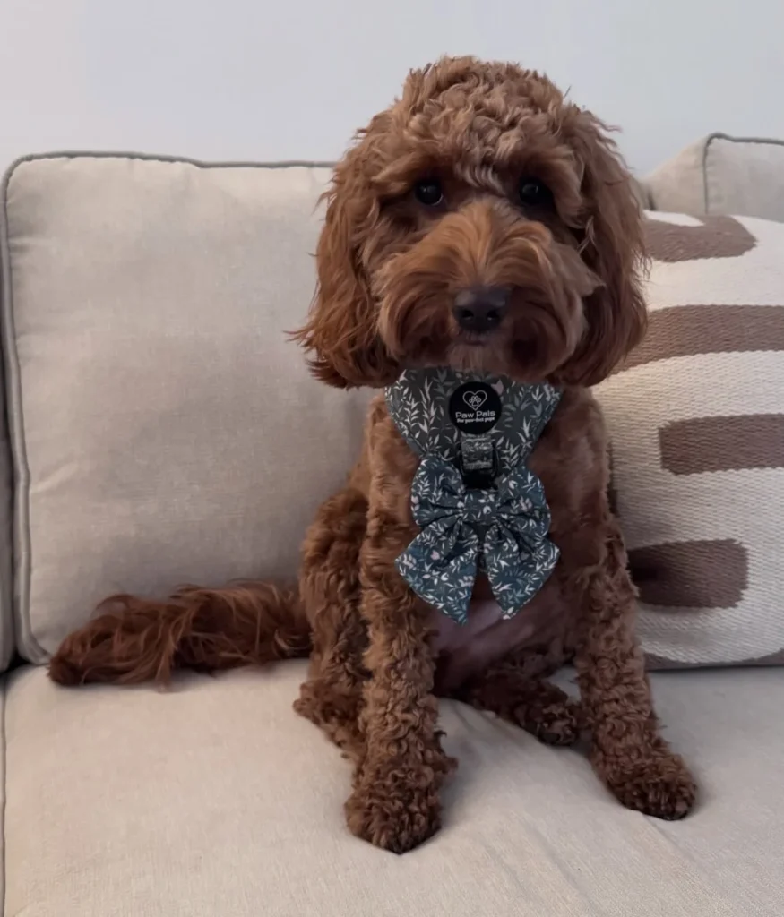 Cockapoo on couch wearing dark floral bow harness