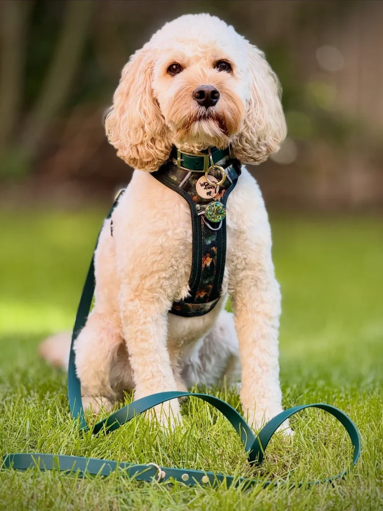 Cockapoo sitting with green leash and step in Y front harness